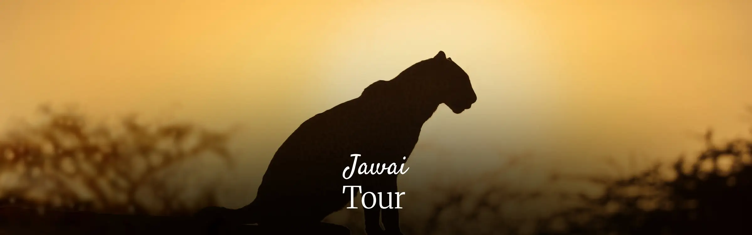 Jawai Leopard Safari Tour
