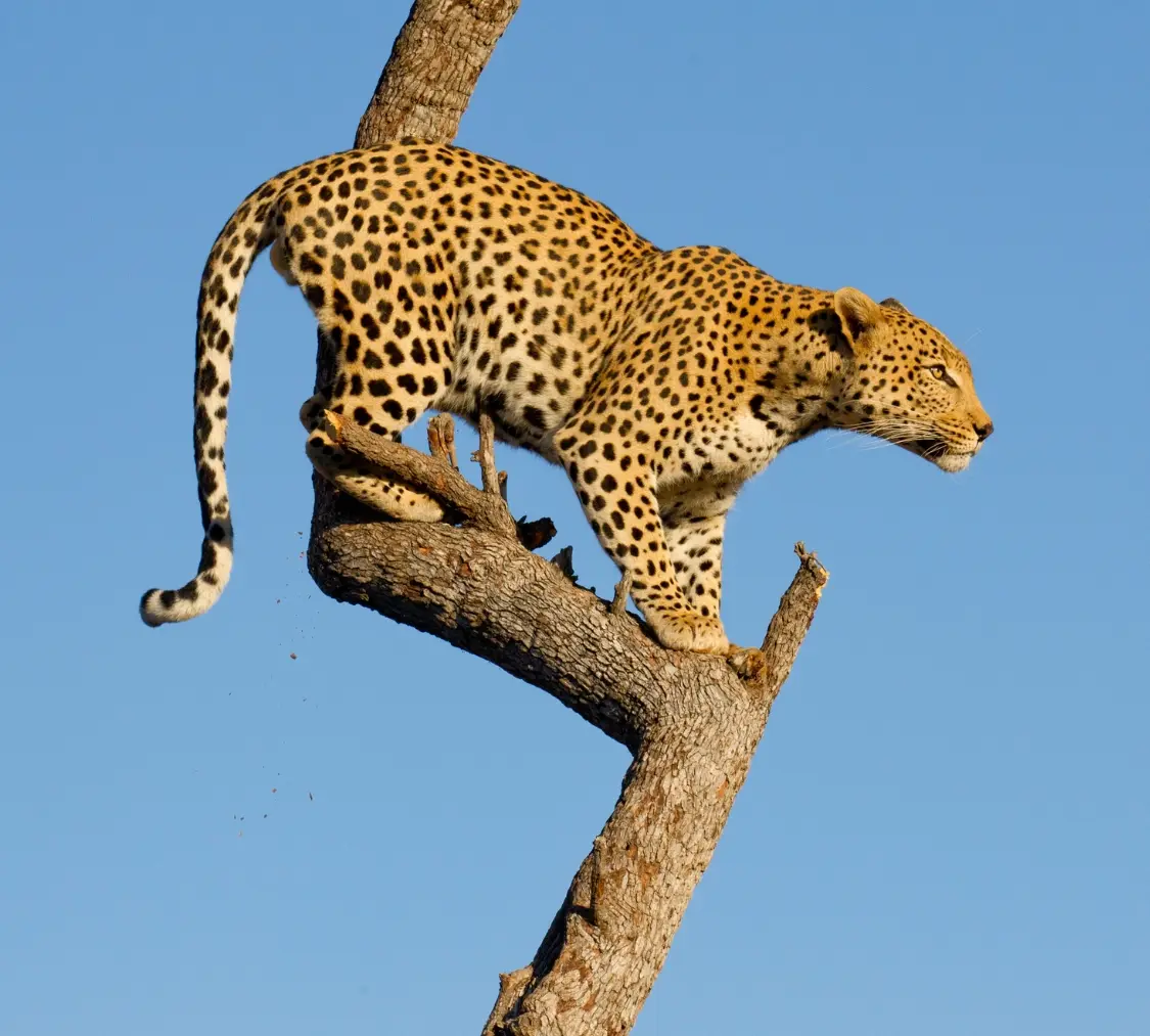 Jawai Leopard Safari Tour