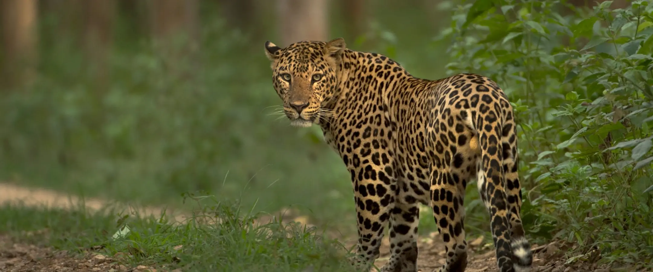 Mount Abu Wildlife Sanctuary