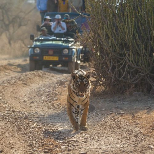 Tiger Safari in Ranthambore National Park