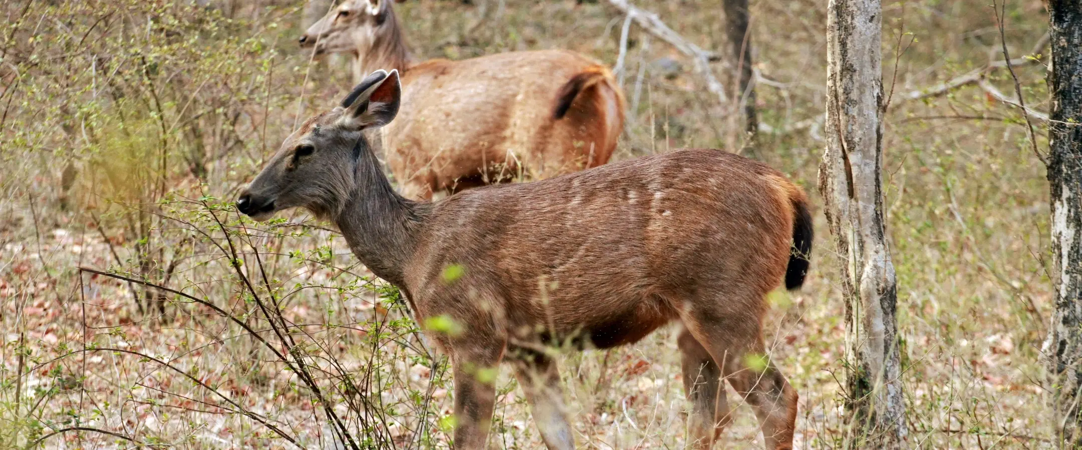 Rajiv Gandhi Museum Ranthambore