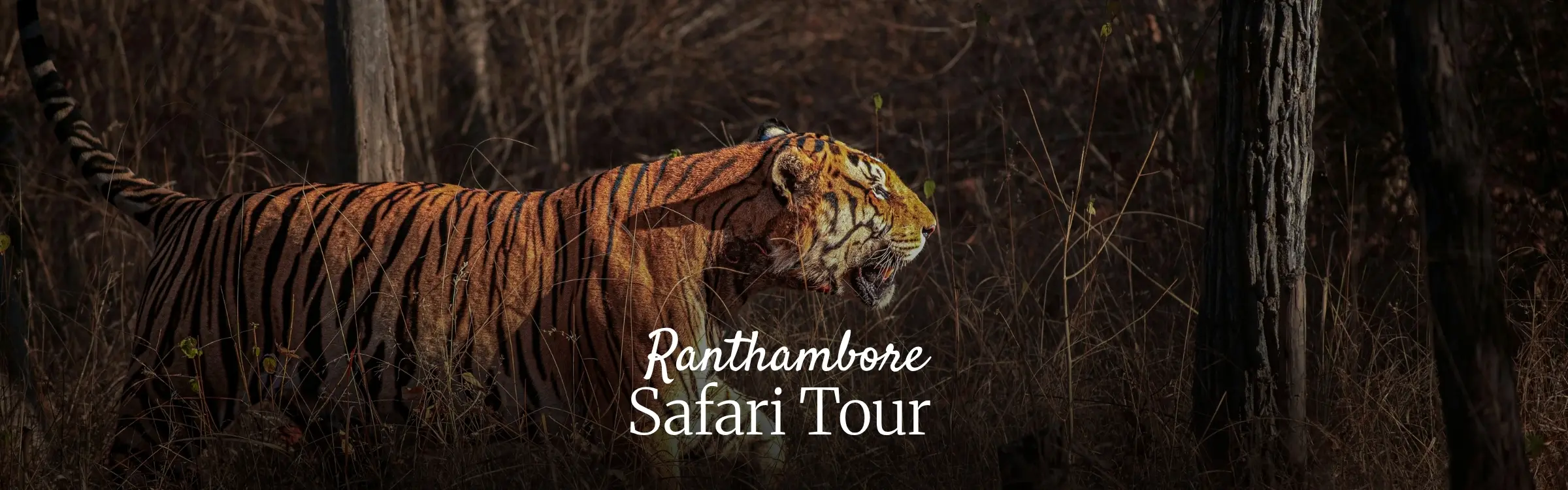 Ranthambore Safari Tour Banner