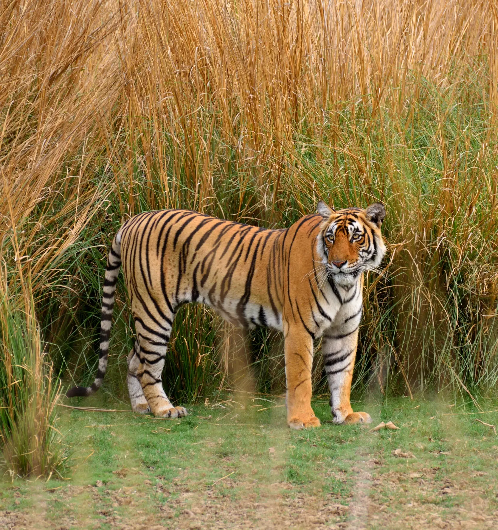 Ranthambore Safari Day Tour Schedule